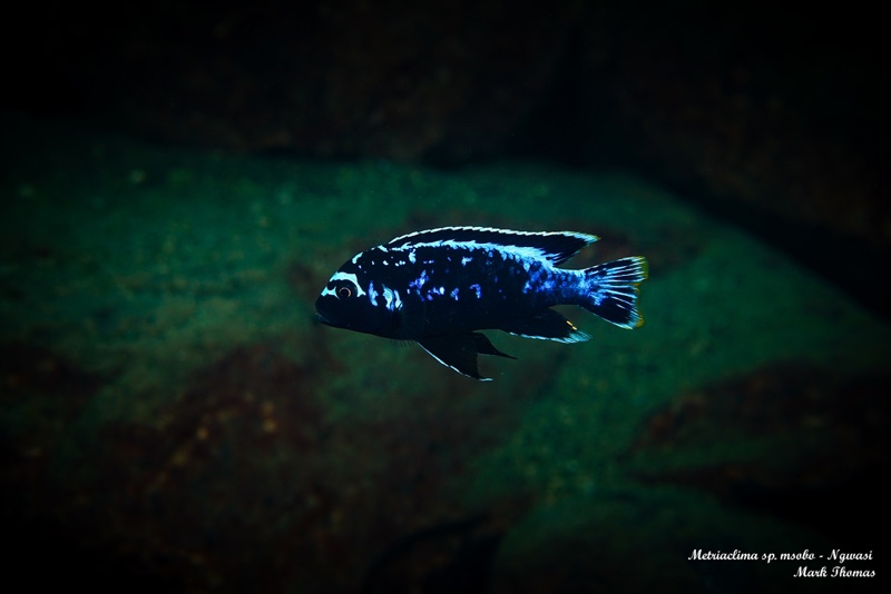 Maylandia sp. 'msobo' Ngwasi